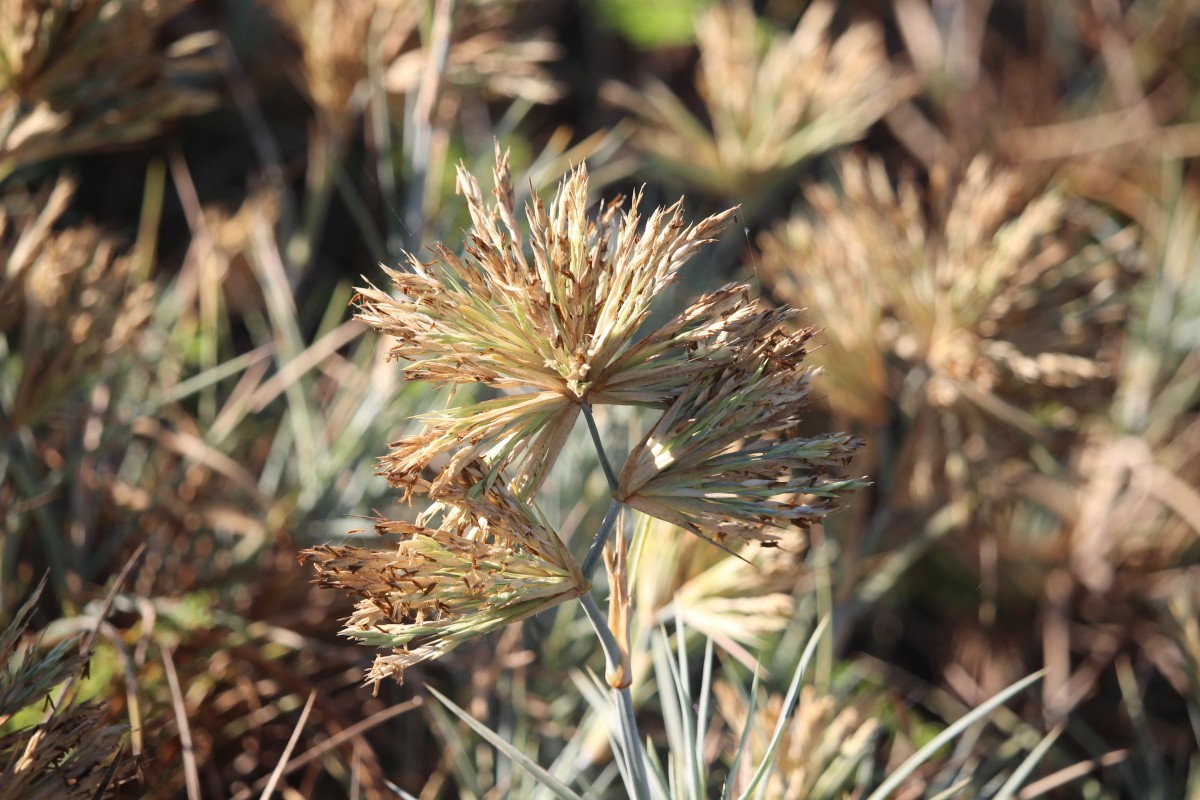 Spinifex littoreus (Burm.f.) Merr.